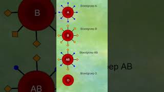 Bloedgroepen en zijn antigenen biologie gezondheid leraar lichaam ❤🩸💉 [upl. by Onabru375]