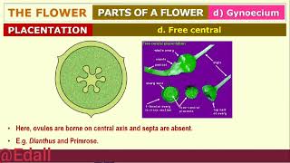 Morphology of Flowering Plants  Biology Class 11  NEET 2025 Revision  NCERT Line to Line  Edall [upl. by Magnien]