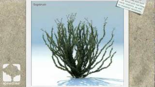 SpeedTree Model Library Showcase [upl. by Atteuqahc464]