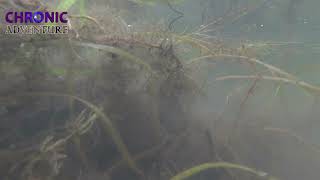 hike McCall Lakes  Peachland BC Canada underwater mountainlake britishcolumbia calming zen [upl. by Nyrraf]