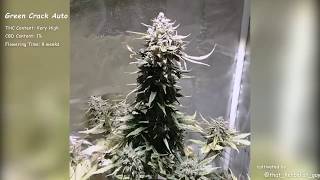 Green Crack AutoFast Buds SeedsGrow Compilation [upl. by Notsuj]