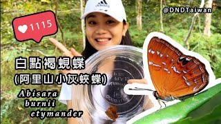 白點褐蜆蝶Abisara burnii etymander（阿里山小灰蛺蝶） [upl. by Merci]