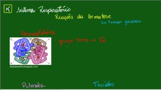 Sistema Respiratório  Reações da Hematose  Aula 1 [upl. by Atalante]