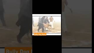 Jogibullykutta bullydogs doglover pakistanibullykutta bkworld [upl. by Anidene]