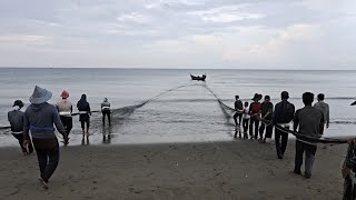 Jaring Pukat Tarik Tepi Pantai Nelayan Aceh Menangkap Banyak Ikan Kembung  Beach Seine Net [upl. by Marriott]