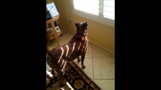 Australian Cattle Dog Barking and Being Cute [upl. by Mandych]