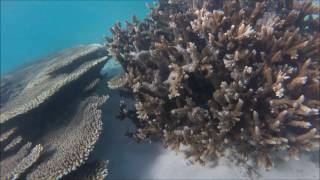 Recif de corali  Blue Bay Mauritius [upl. by Ahsika193]