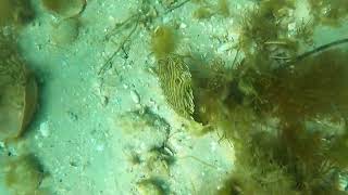 striped burrfish part 2 [upl. by Ruamaj958]