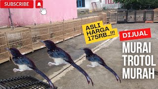 Trotol Murai Harga 175rb burung kicaumania muraibatu murai trotol jual viral hit fyp vlog [upl. by Javier]