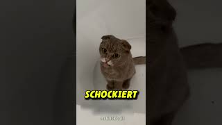 Katze wird Schwarz nachdem sie in Kamin klettert 😱 [upl. by Edwine]