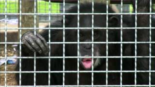 Chimpanzee Testing Is it the Beginning of the End [upl. by Cirnek]