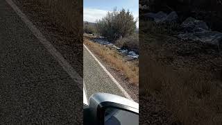 Bandelier National Park wildlife 1117 mountainpasses [upl. by Minica]