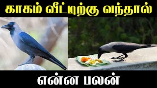 காகம் வீட்டுக்கு வந்தால் என்ன பலன் Lucky Pets for Home  Indian Astrology predictions [upl. by Hsac]