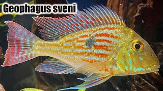 Geophagus Sveni  Care Guide amp Species Profile [upl. by Pacian63]