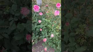 beautiful rose Boscobel неймовірна троянда Боскобель [upl. by Saree644]