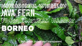 How to Care java fern  First u Should see Java Fern in Natural Habitat  english subtitle [upl. by Elurd351]