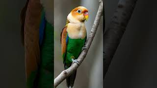 White bellied Parrot birdspecies birdwatching wildbirds [upl. by Lak]