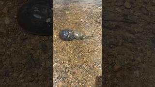 Sea Doo Fish Pro Trophy “ Lexi Lu” on Piscataqua River Eliot Maine…Horseshoe crabs mating… [upl. by Flossy]