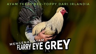 FLARRY EYE GREY [upl. by Yttik]