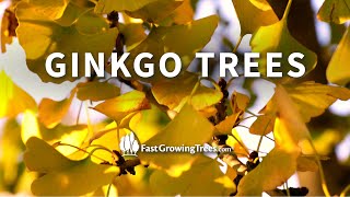 Ginkgo Trees from FastGrowingTreescom [upl. by Kaazi]