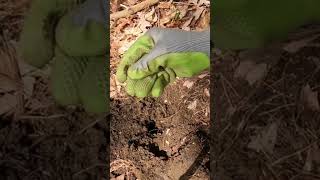 Short 76  Buffalo Nickel metal detecting with the Nokta Makro Simplex [upl. by Roger]