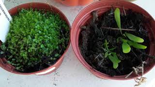 Introduction and care for Utricularia [upl. by Hulburt]