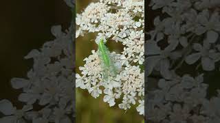 The delicately attractive Green Lacewing on Hogweed [upl. by Carine]