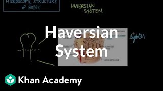 Microscopic structure of bone  the Haversian system  NCLEXRN  Khan Academy [upl. by Kcirrag]