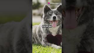 3 Curiosidades sobre o cão Akita Japonês curiosidadessobreanimais animals curiosidades [upl. by Palila]