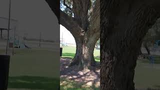 Lunch at the Ganado Texas public park [upl. by Greyso50]