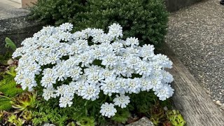 Candytuft Iberis Sempervirens  In Blooms May 2 [upl. by Ial167]