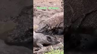 komodo komododragons nature [upl. by Nonnahsed]