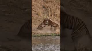 mecheda tiger to tigar acttack tigar funny shortsvideo 🏃🏃🏃🏃🏃 [upl. by Cooperman]