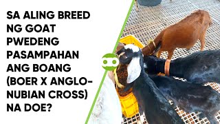 Sa Aling Breed ng Goat Pwedeng Pasampahan ang BoAng Boer x AngloNubian Cross na Doe [upl. by Ennaehr]