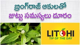 Bhringraj leaves for Hair Guntagalagara Aku  Hair Regrowth Tips in Telugu Litchi Tip of the Day [upl. by Grant]