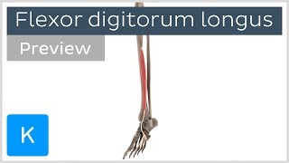 Functions of the flexor digitorum longus muscle preview  3D Human Anatomy  Kenhub [upl. by Saixela]