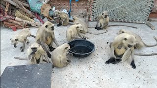 Hanuman monkey  Langur monkey  Langur hanuman  Dheeraj uncle [upl. by Yramanna95]