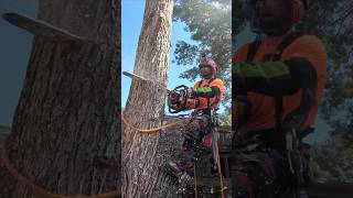 Blocking down a silver maple with a stihl MS 500i stihl arbortecfw arborist [upl. by Keven]