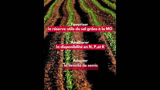 LE SAVIEZVOUS   Stress hydrique en maïs grain  LG Seeds [upl. by Unity]