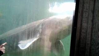 Herman the SturgeonBonneville Dam Oregon [upl. by Rusell581]