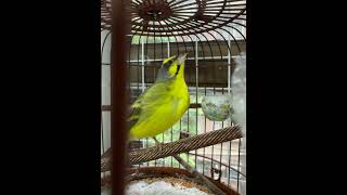 Yellow birds singing in the cage [upl. by Tanya640]