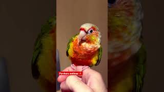 Pyrrhura molinae gcc conure phoenix pets [upl. by Deanna]