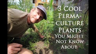 3 Rare and EasytoGrow Permaculture Plants You Might Not Know About [upl. by Zanahs]