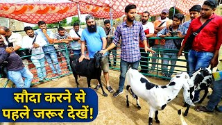 बकरी खरीदने से पहले जाने  How to Purchase Goat amp Chek Age 9350146903 [upl. by Brigit]