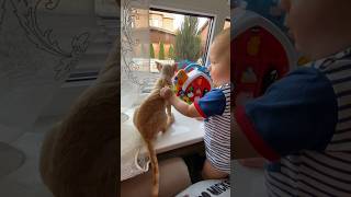 Cat Meowing🌹🐈🐈🌹Cat Sound Cute Cat Videos shorts cat cats dog puppy catlover catfunnyshorts [upl. by Ahsiel855]