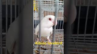 Agapornis roseicolliswhite face albinobirds africanlovebirds lovebirds lowmutestv [upl. by Zorah472]