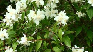 Philadelphus lewisii [upl. by Anileva345]