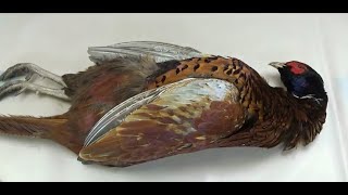 Skin amp Preserve a Full Pheasant Skin For Fly Tying Part 2 [upl. by Eenor]