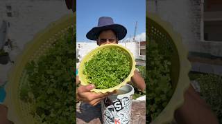 Hydroponic farming parsley gardening plants shorts [upl. by Kozloski]