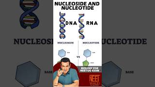 Difference Bw Nucleoside and Nucleotide  Molecular Basis of Inheritance neet science biology [upl. by Oirelav825]